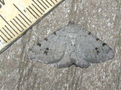 Digrammia pallidata