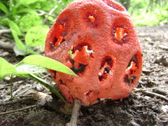 Clathrus