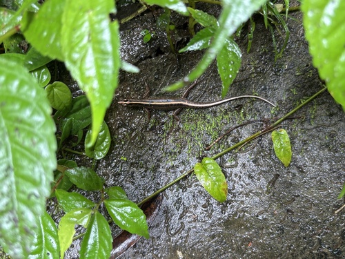 Sphenomorphus sanctus