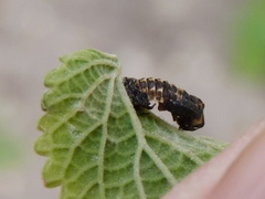 Hippodamia variegata