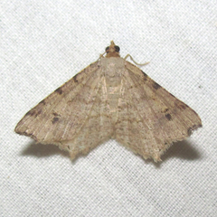 Macaria aequiferaria