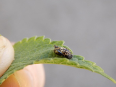 Hippodamia variegata