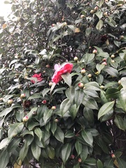 Camellia