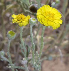 Baileya pleniradiata