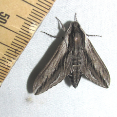 Sphinx vanbuskirki