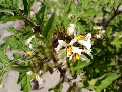 Solanum grayi