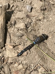 Rhionaeschna variegata