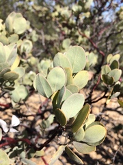 Arctostaphylos canescens