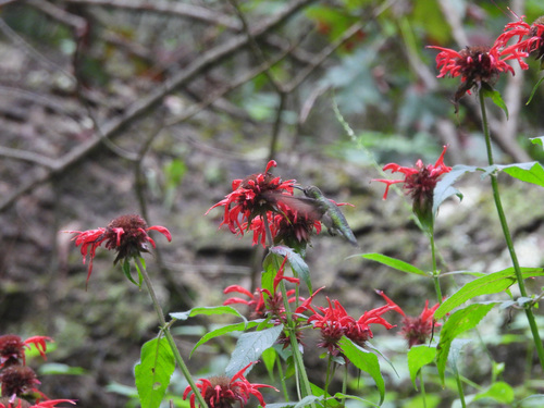 Scarlet Beebalm (Monarda didyma)