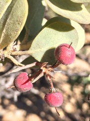Arctostaphylos canescens