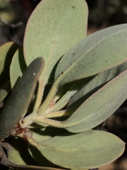 Arctostaphylos canescens