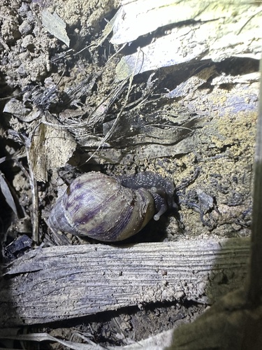 African Giant Snail