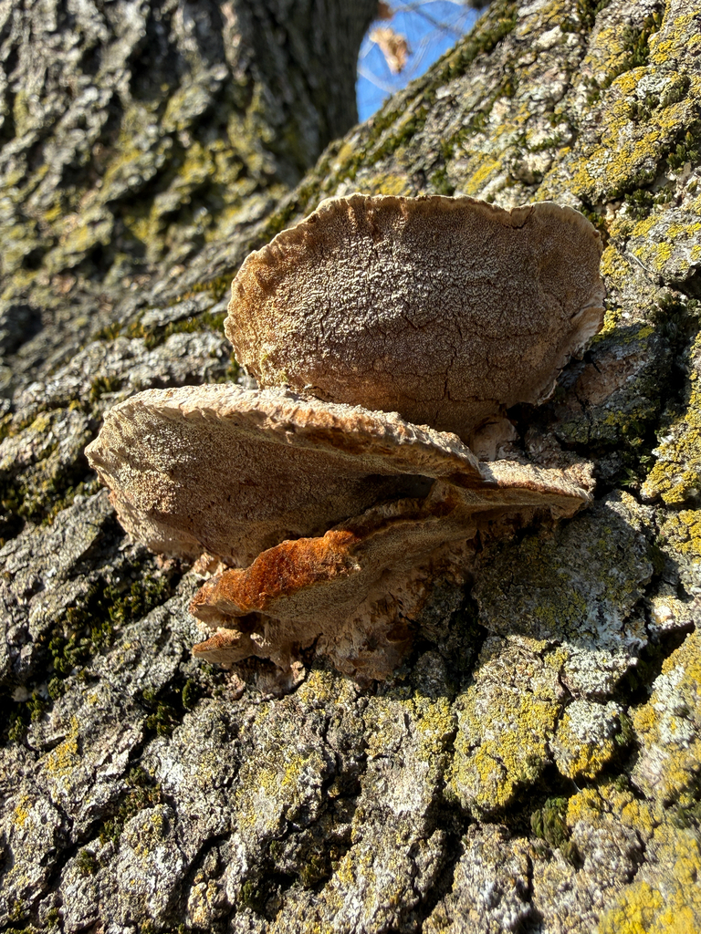 Fuscoporia gilva · February 2026 · photo: © nebrooks (iNaturalist, cc-by)