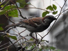 Passer domesticus