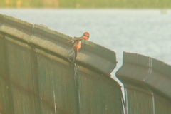 Pyrocephalus rubinus