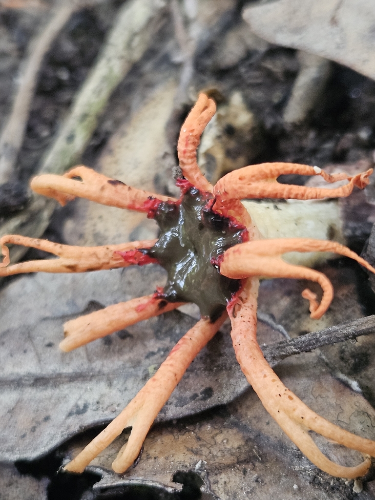 Aseroe rubra · February 2026 · photo: © jacog (iNaturalist, cc0)
