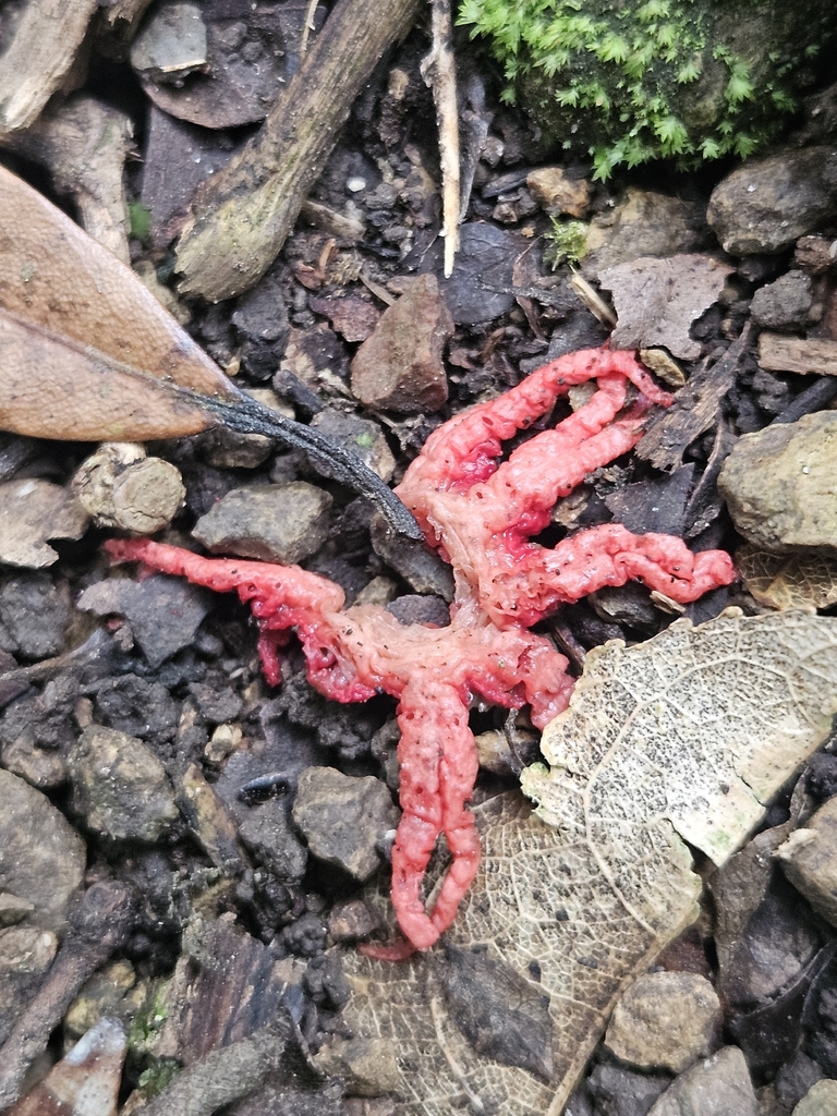 Aseroe rubra · February 2026 · photo: © jacog (iNaturalist, cc0)