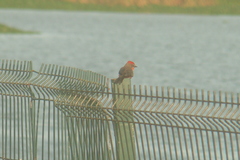 Pyrocephalus rubinus