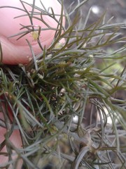 Foeniculum vulgare dulce