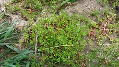 Crassula helmsii