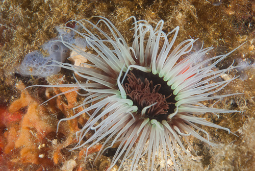 Photo of Giant Med cerianthid (Pachycerianthus dohrni)