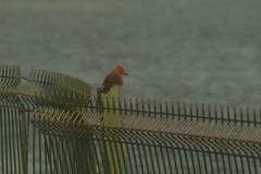 Pyrocephalus rubinus