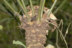 Cycas inermis