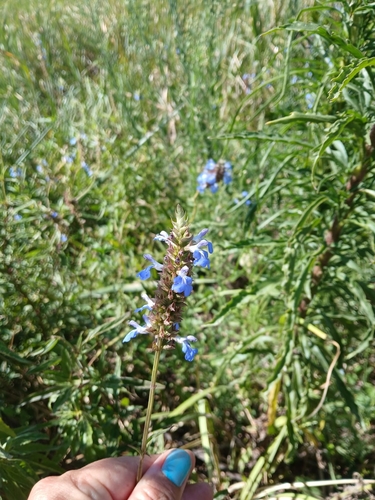 Salvia uliginosa (Salvia uliginosa)