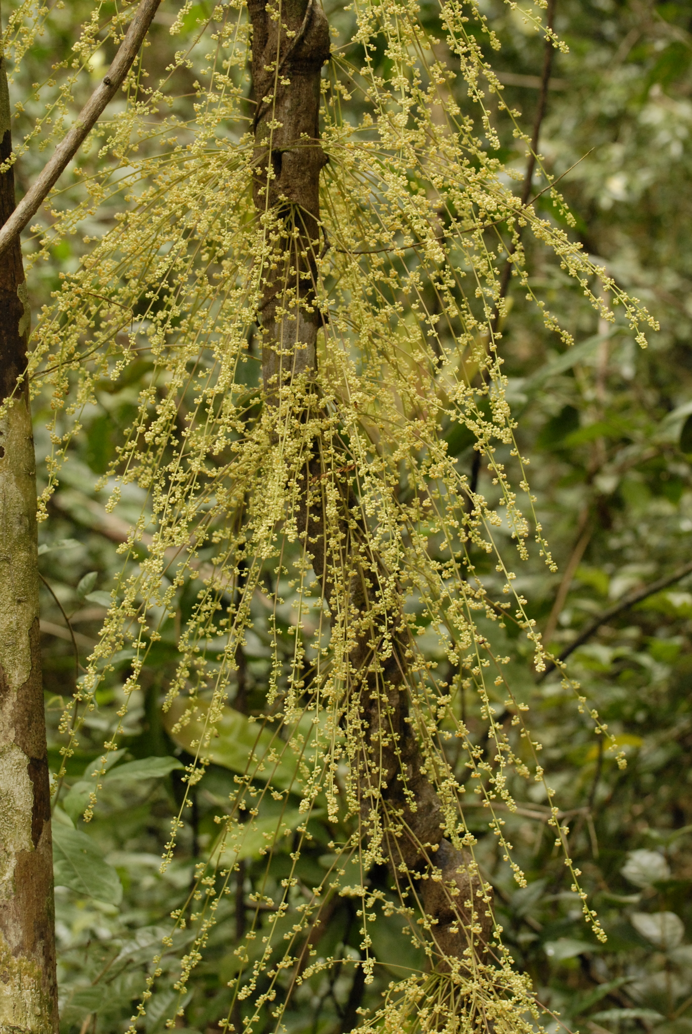Diploclisia glaucescens (Diploclisia glaucescens)