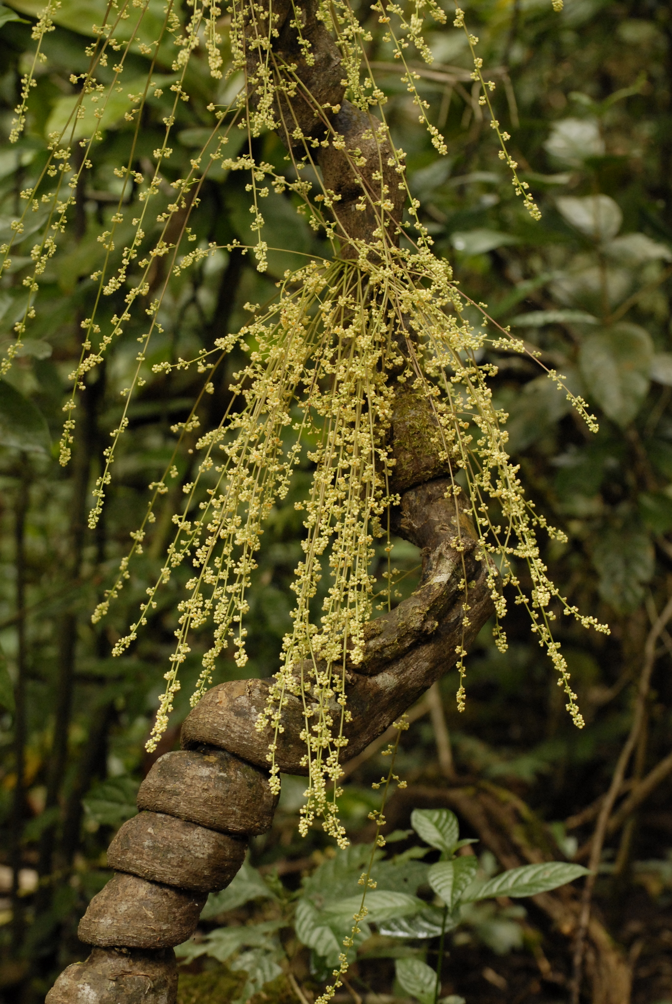 Diploclisia glaucescens — ảnh 2