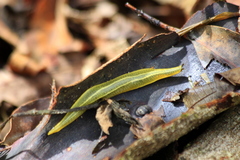 Vaginulus taunaisii