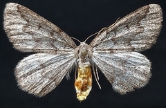 Nepytia freemani