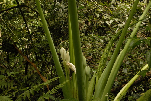 Image of Leucocasia gigantea by (c) Eugene Popov, some rights reserved (CC BY)