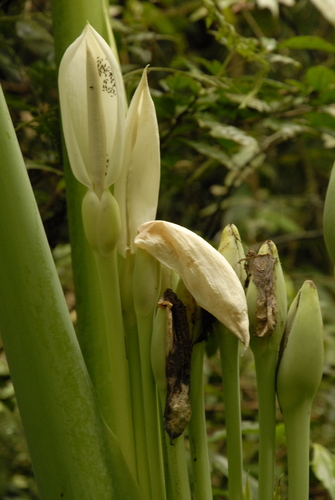 Image of Leucocasia gigantea by (c) Eugene Popov, some rights reserved (CC BY)