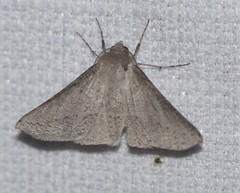 Oenochroma subustaria