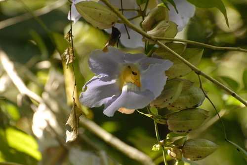 Thunbergia laurifolia