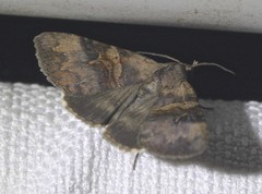 Avatha discolor