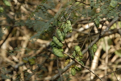 Paraserianthes