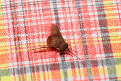 Pangoniinae