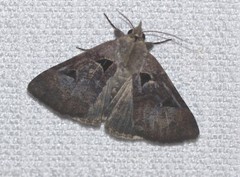 Avatha discolor