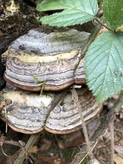 Fomitopsis pinicola