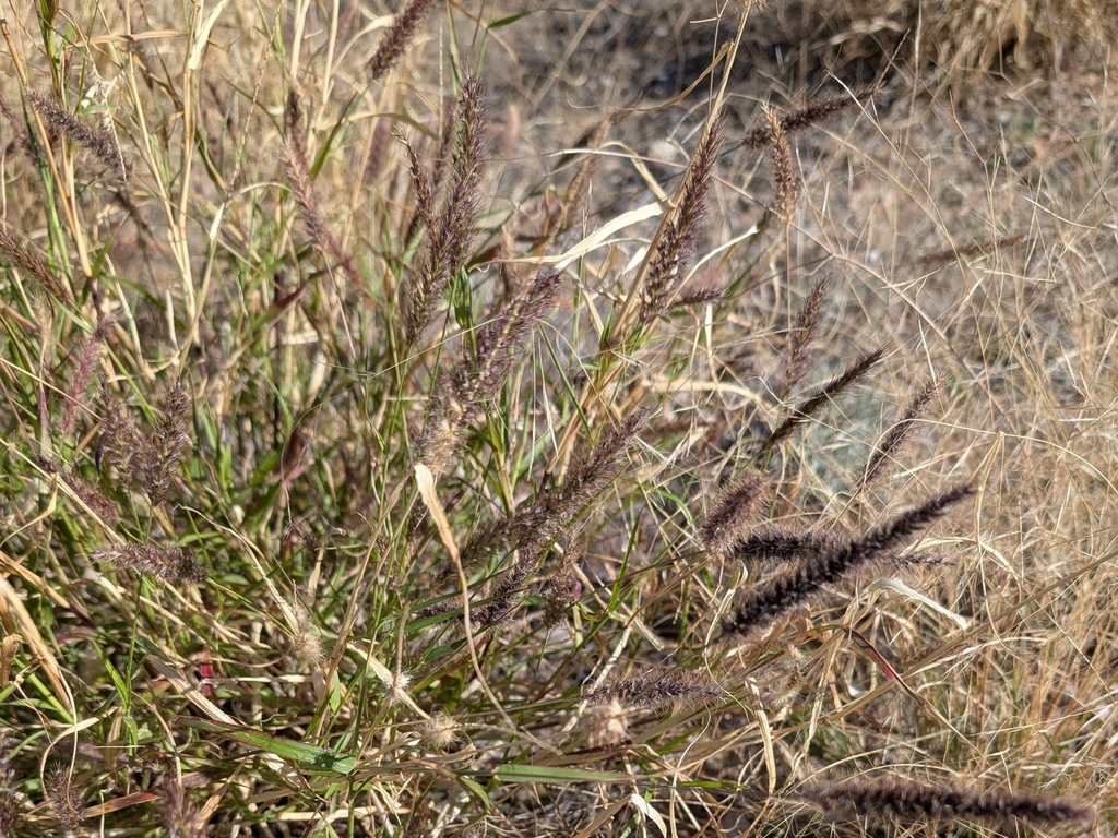 Beffelgrass buffelgrass from Sahuarita, AZ, USA on February 09, 2026 at 02:44 PM by ...
