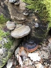 Fomitopsis pinicola