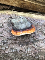 Fomitopsis pinicola