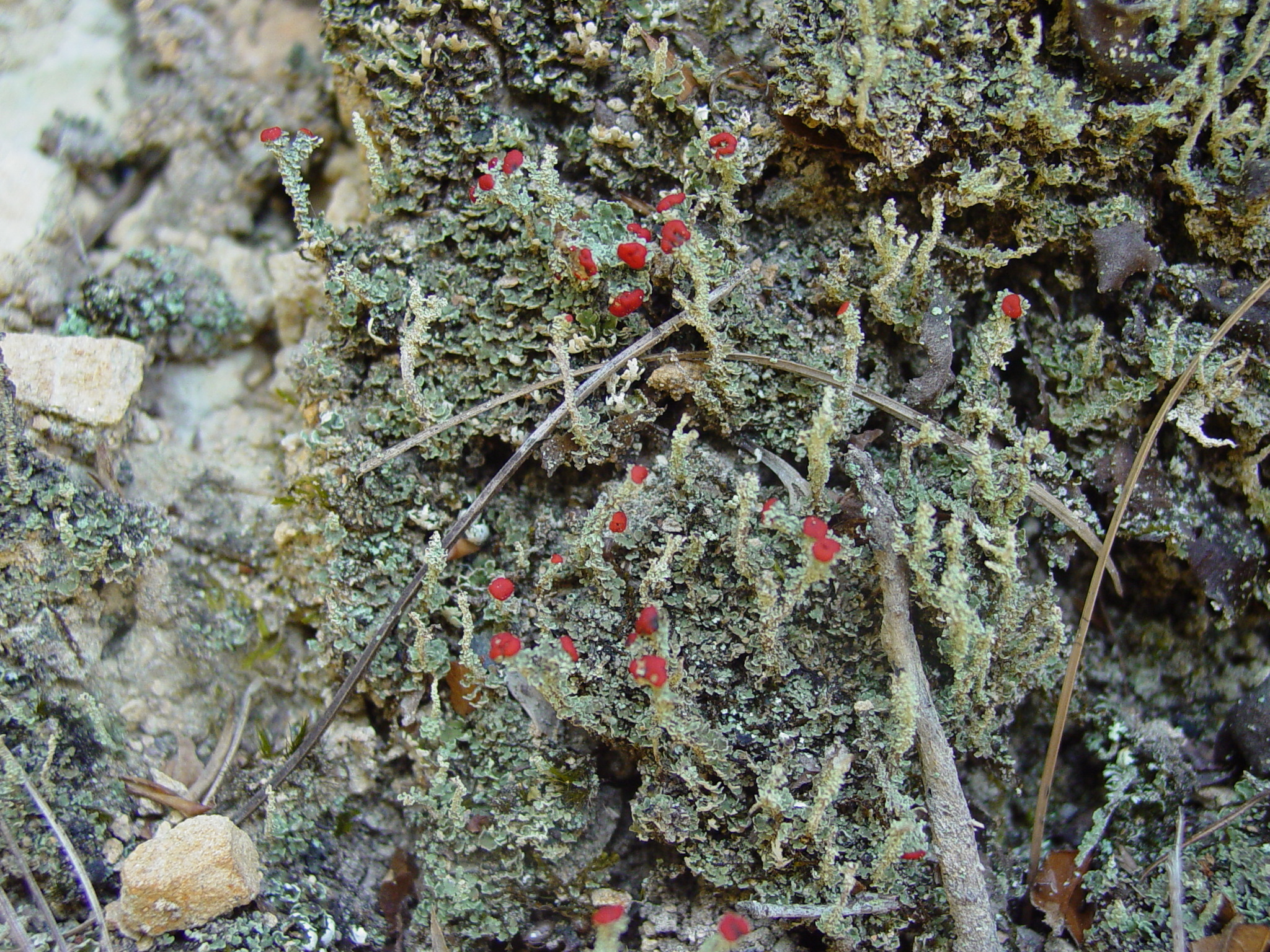 Cladonia cristatella image