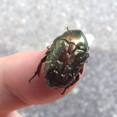 Protaetia orientalis submarmorea