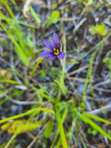 Alaska Blue-eyed-grass (Sisyrinchium littorale)