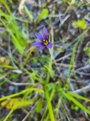 Sisyrinchium littorale, photograph author not stated, no rights reserved