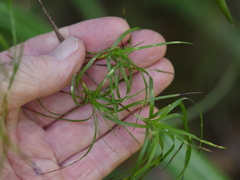 Dracophyllum sinclairii