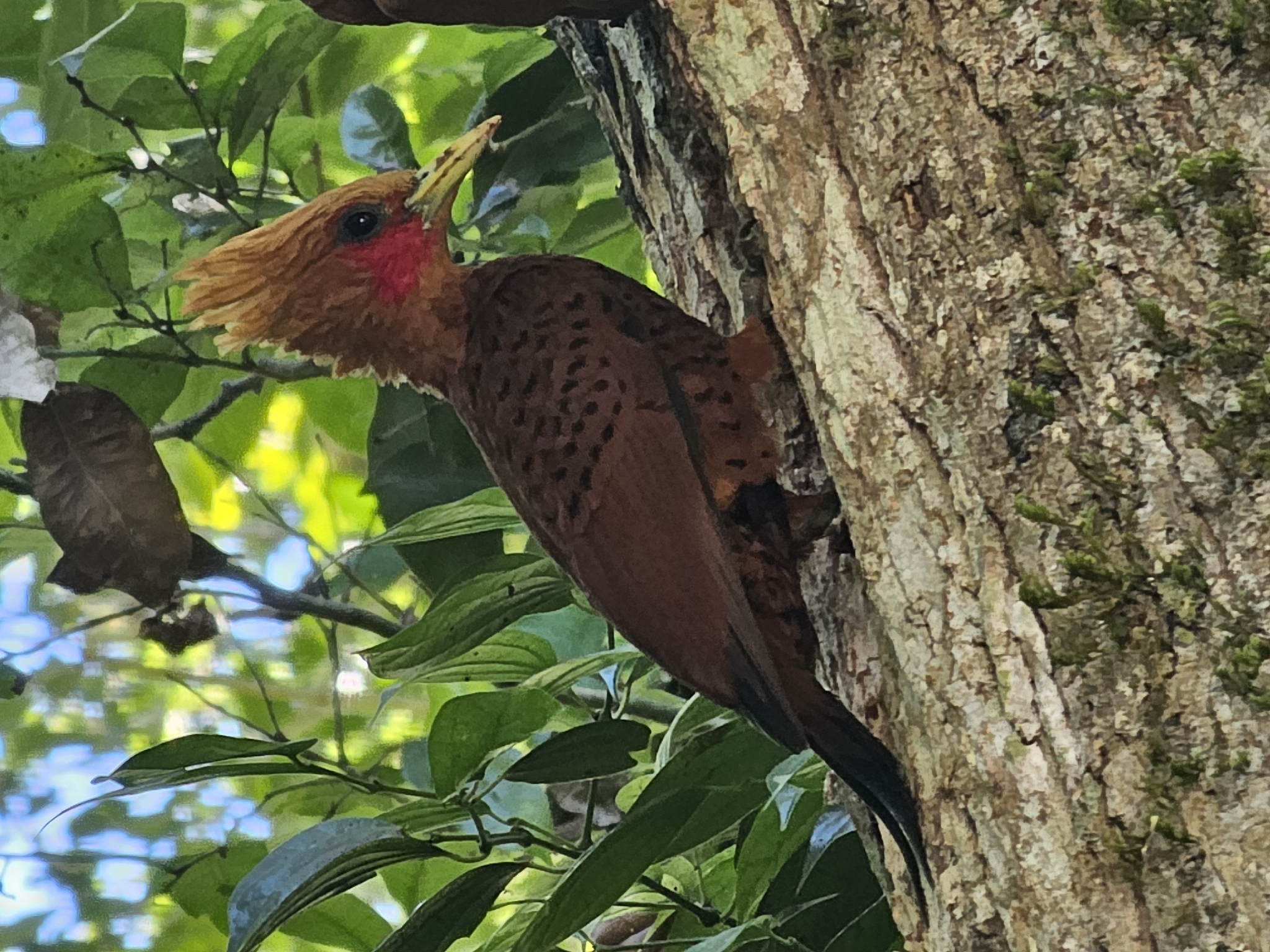 Chestnut-colored Woodpecker (Celeus castaneus), photo 6